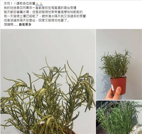 西曬陽台 植物|【適合西曬陽台的植物】「解決西曬陽台煩惱！25 種適合西曬陽。